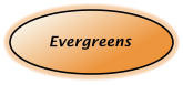 Evergreens